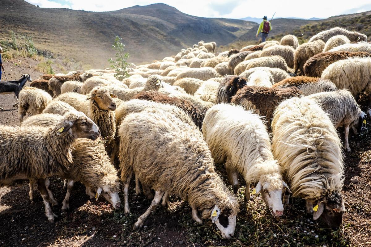 ‘Ovejas bombero’ en acción en Gran Canaria.
