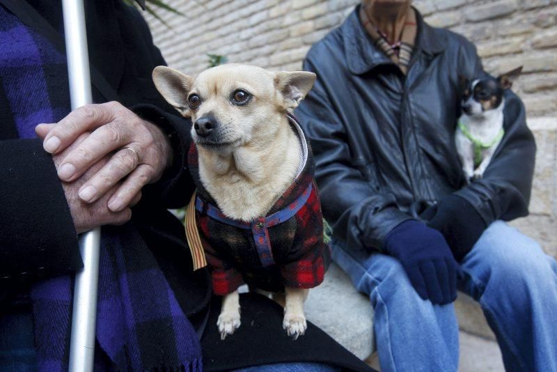 Celebración de San Antón, bendición de los animales