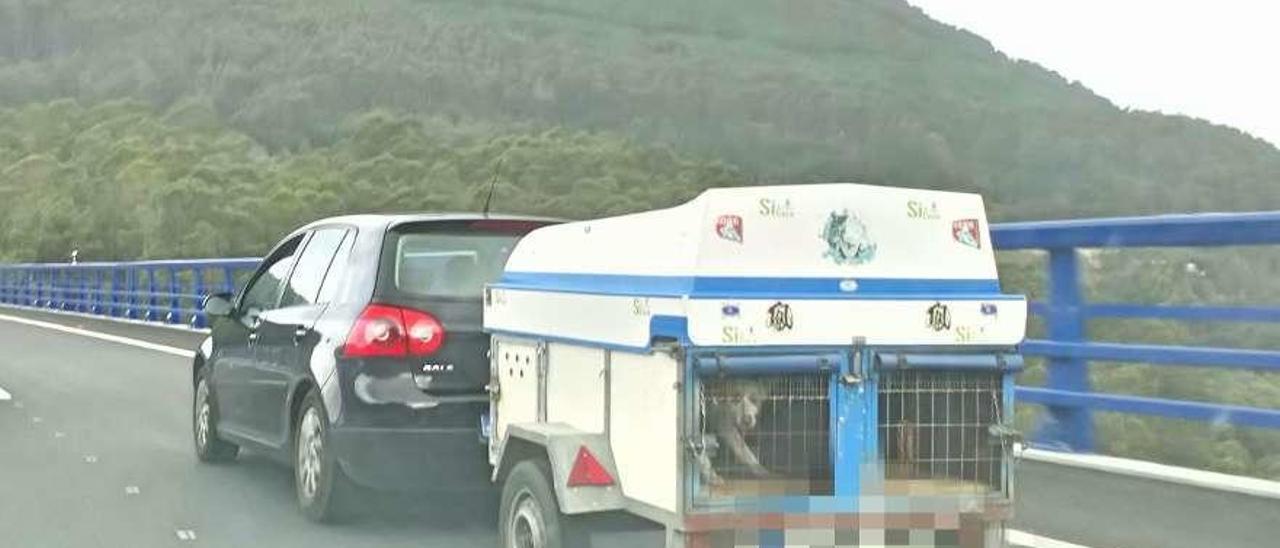 Esa carita de miedo. Aquí podía explicarse también la teoría de la relatividad, pero no es el caso. El perro muestra su tristeza agazapado en la jaula en la que lo trasladan de un lugar a otro por la autovía de O Morrazo. Fue imposible no fijarse en esa pose de temor. S.A.