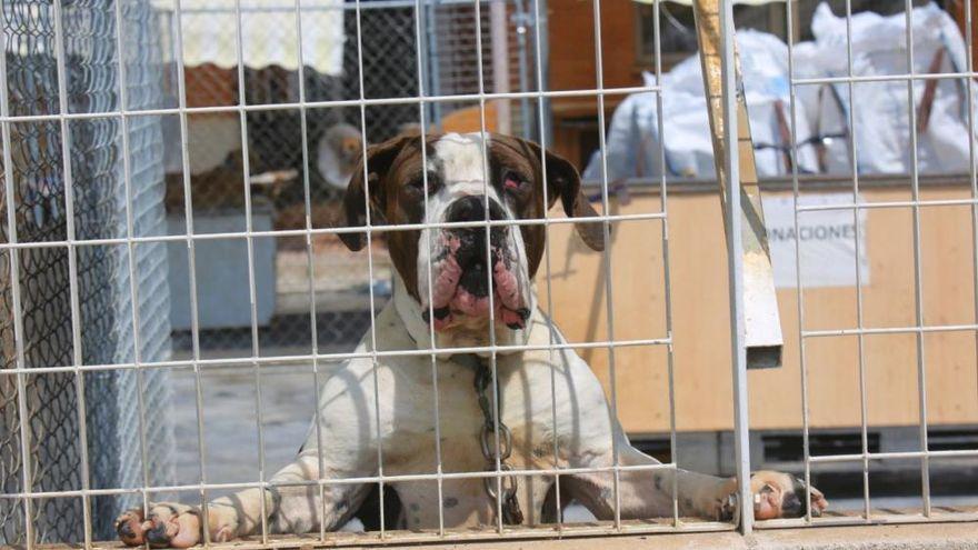 Centro de acogida de animales de Benimàmet