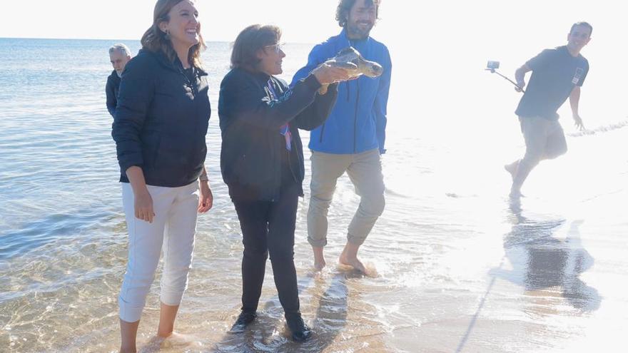 Suelta de una tortuga marina recuperada en El Saler