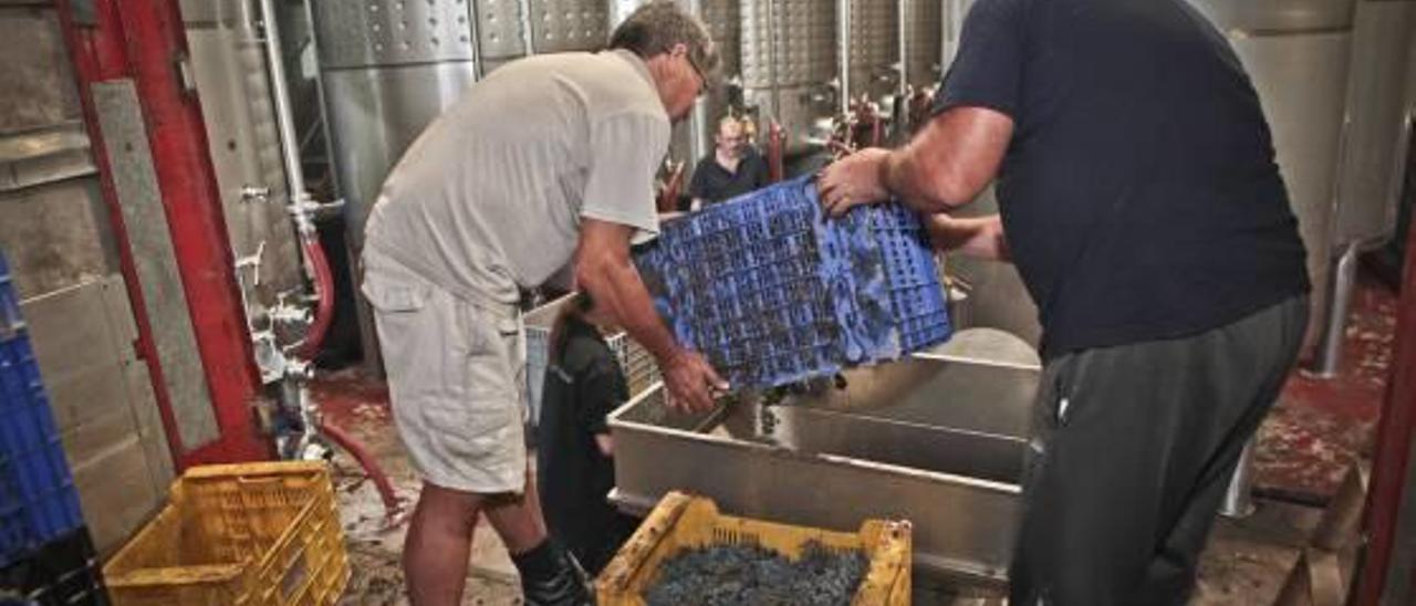 Las bodegas del Comtat aumentan la producción de vino tras una buena vendimia