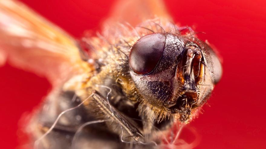 Cómo engañar a tu cerebro, y al de una mosca, para que escoja un alimento más saludable