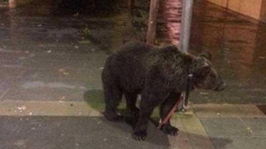 El oso atado a la farola.