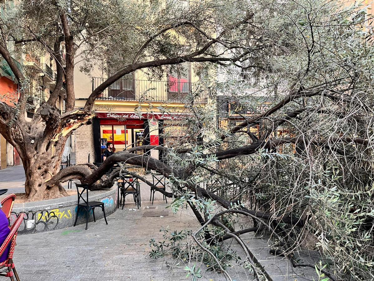 Vecinos y hosteleros de la plaza del Doctor Collado alertan del estado del primer olivo de València