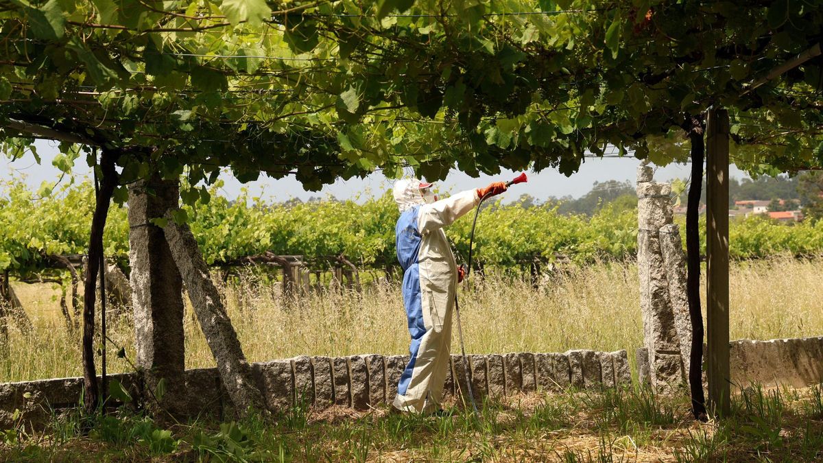 Aplicación de tratamientos fitosanitarios en Val do Salnés.