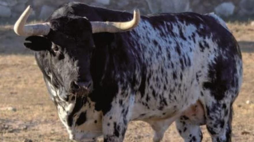 El animal que corneó mortalmente en la Pobla de Farnals.