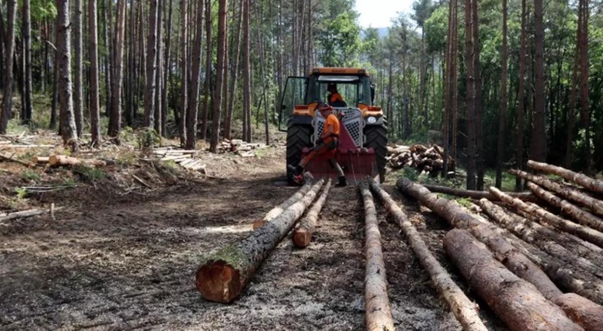 Un projecte forestal al Solsonès