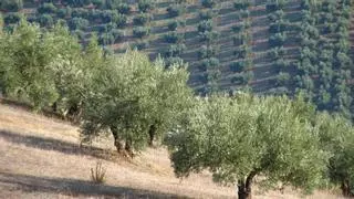 La UCO participa en un proyecto para moderar el cambio climático en el olivar tradicional
