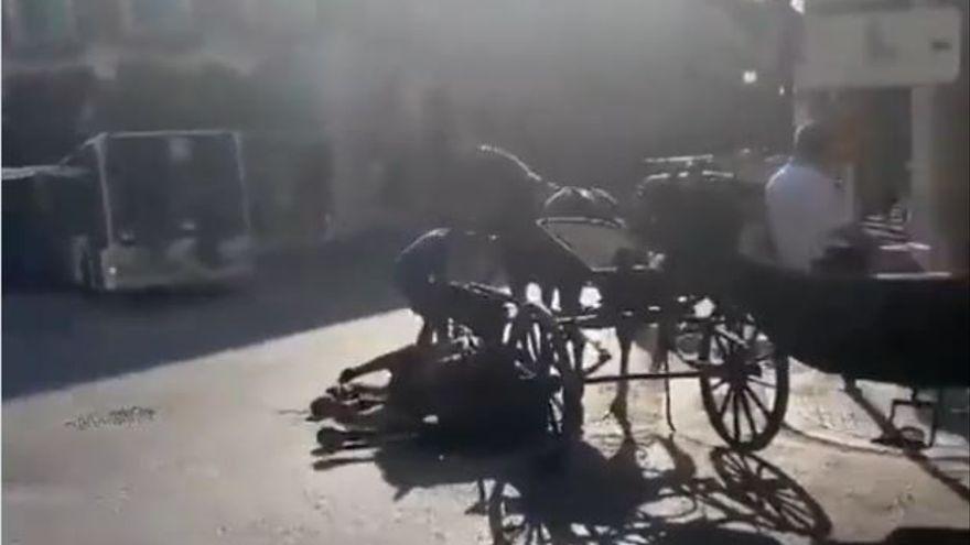 Un caballo se desploma en pleno centro de Palma y los turistas se niegan a bajarse de la galera.