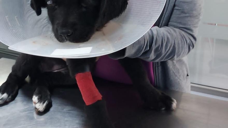 La cachorra de tres meses se encuentra en una protectora de animales con lesiones de extrema gravedad