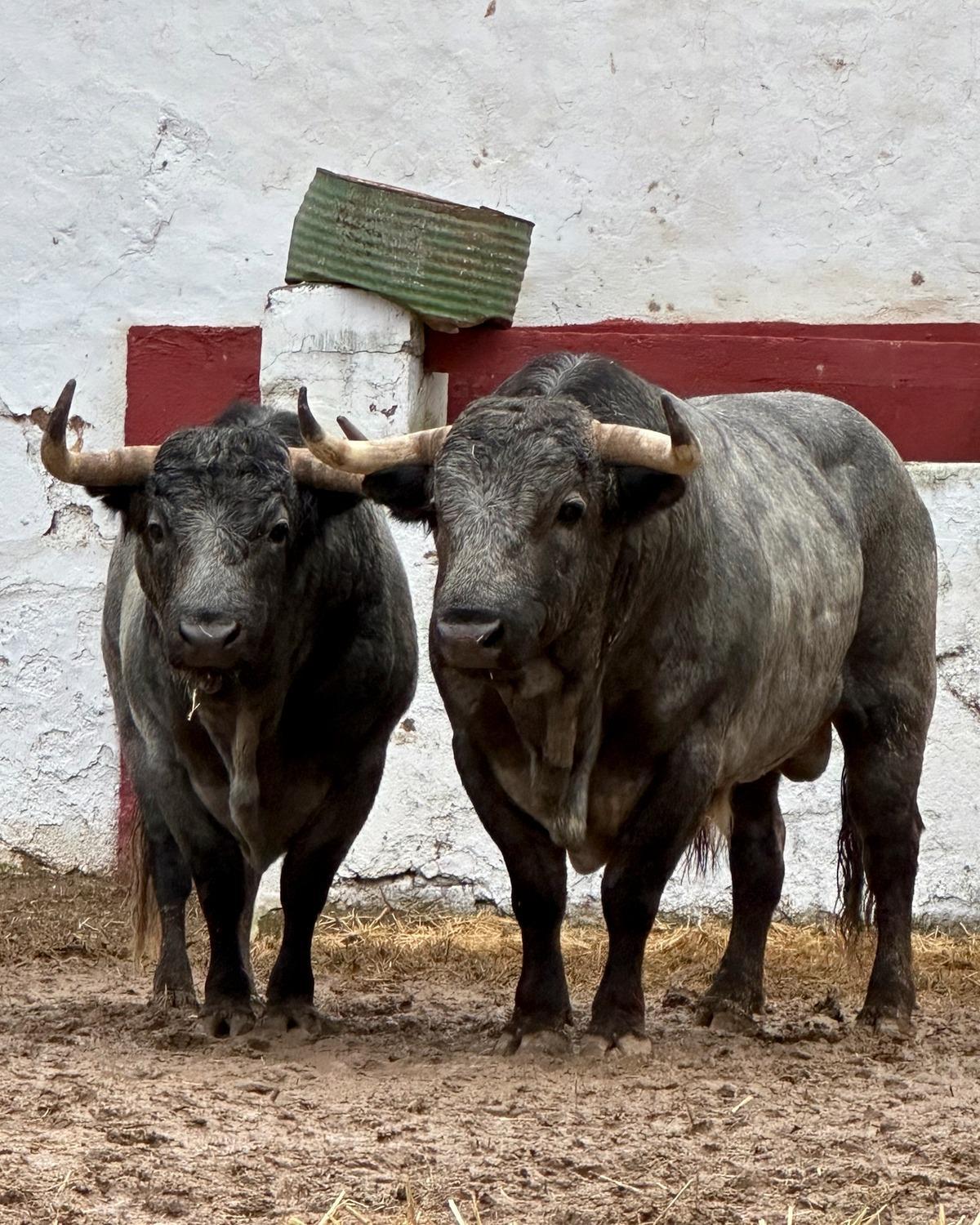 Los toros de La Quinta aguardan desde el jueves en los corrales de la plaza de toros de Castellón.
