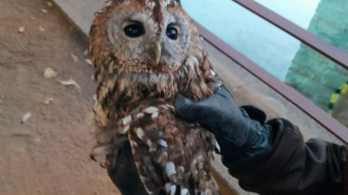 Búho herido rescatado en Barcelona