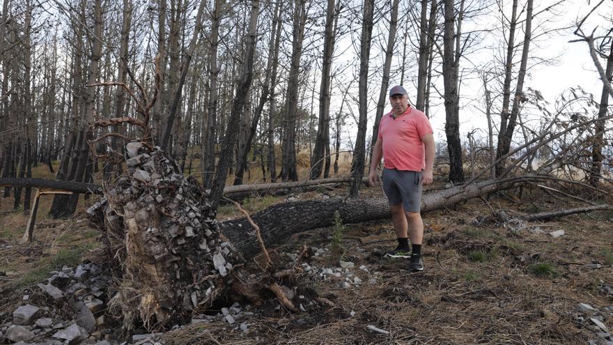 La negra herida de los incendios de hace un año en Asturias: &quot;No han pagado nada y los árboles se caen&quot;