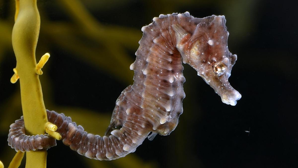 Un caballito de mar de la subespecie Hippocampus Hippocampus, la que se puede encontrar en el Mar Mediterráneo.