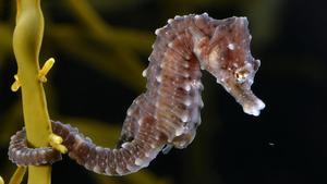 Un caballito de mar de la subespecie Hippocampus Hippocampus, la que se puede encontrar en el Mar Mediterráneo.