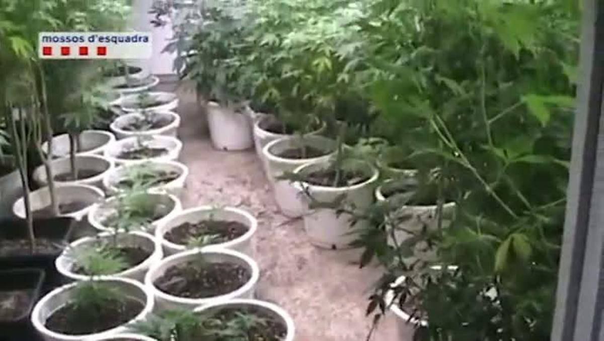 Imatges de l’interior de la plantació de marihuana desmantellada a Sabadell