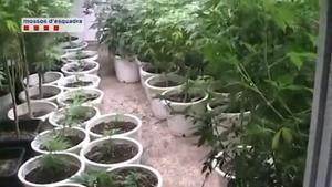Imatges de l’interior de la plantació de marihuana desmantellada a Sabadell