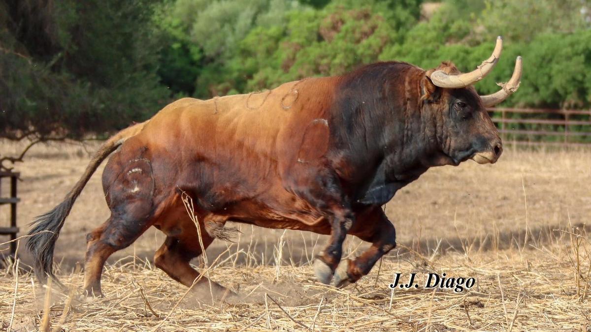 El Fuente Ymbro es un toro de trapío sin igual: lustroso, rematado, armónico… y muy serio.