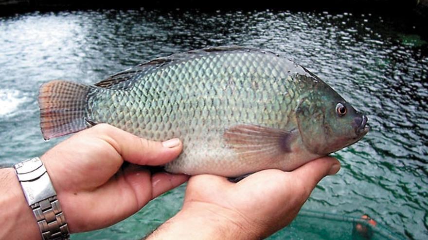 Uno de los ejemplares de tilapia que se cultivan en el Barranco de Las Angustias.