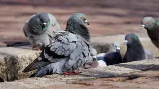 Un pueblo de Castellón declara la guerra a las palomas: Más de 730 capturas