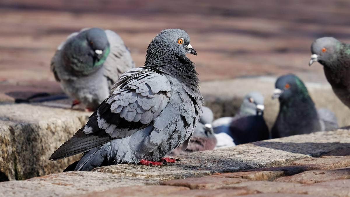 Las palomas son aves muy comunes en las ciudades