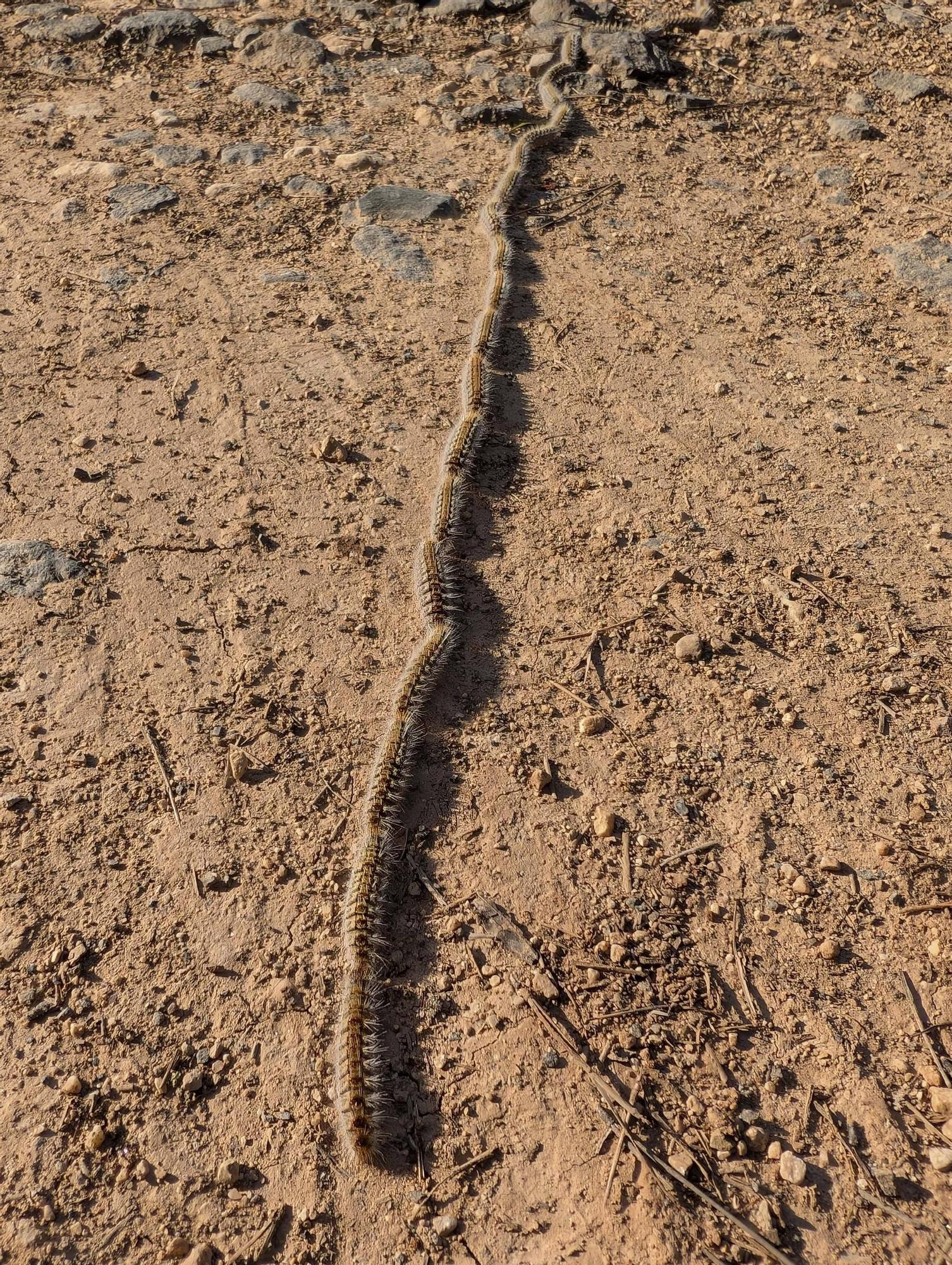 La procesionaria, una plaga que se expande en las zonas naturales
