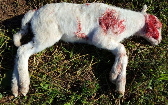 Matanza de ovejas en Son Ferriol