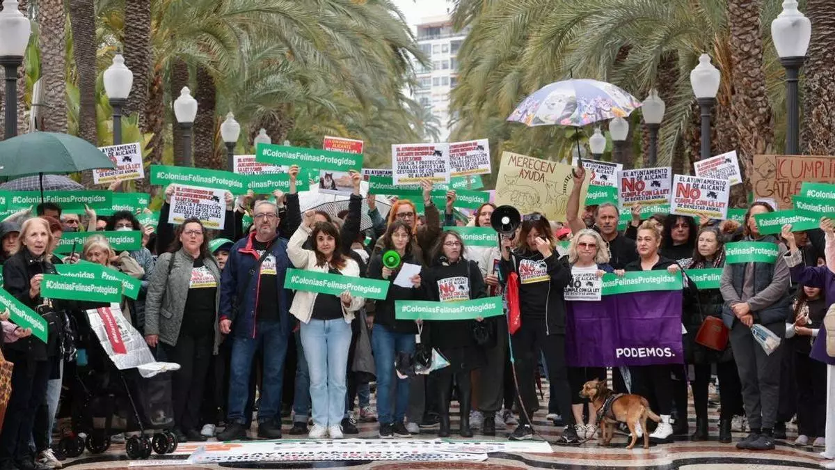 Alicante se concentra por la Ley de Bienestar Animal en defensa de las colonias felinas