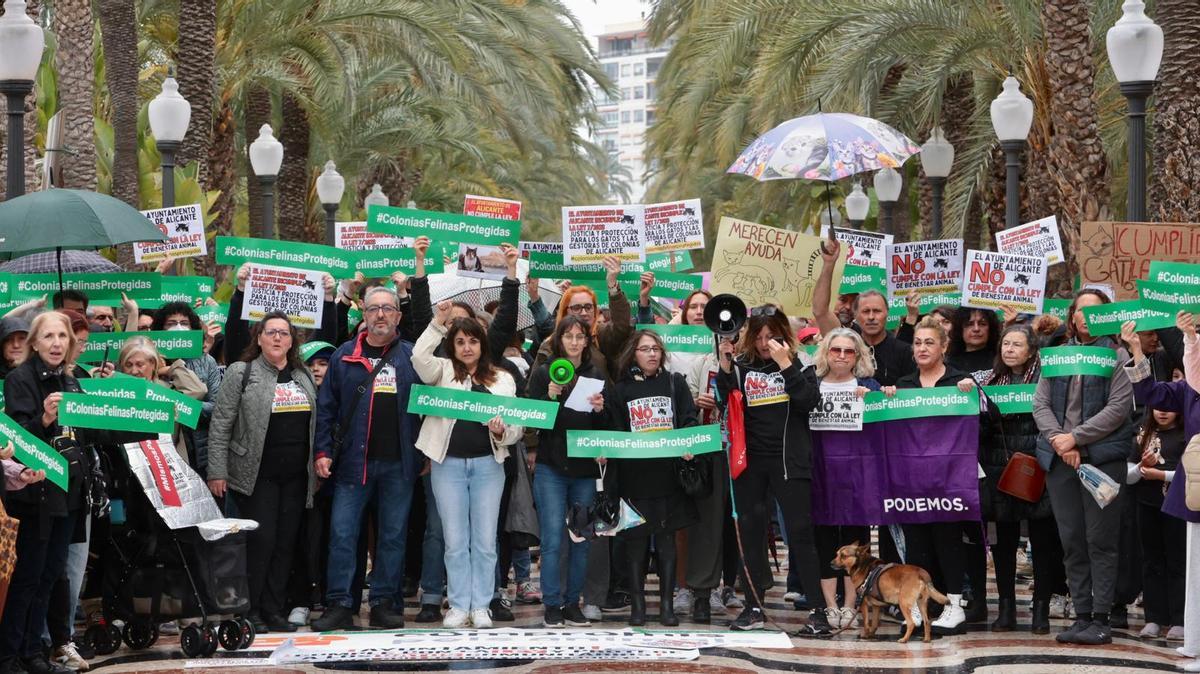 Concentración en Alicante por la Ley de Bienestar Animal y las colonias felinas