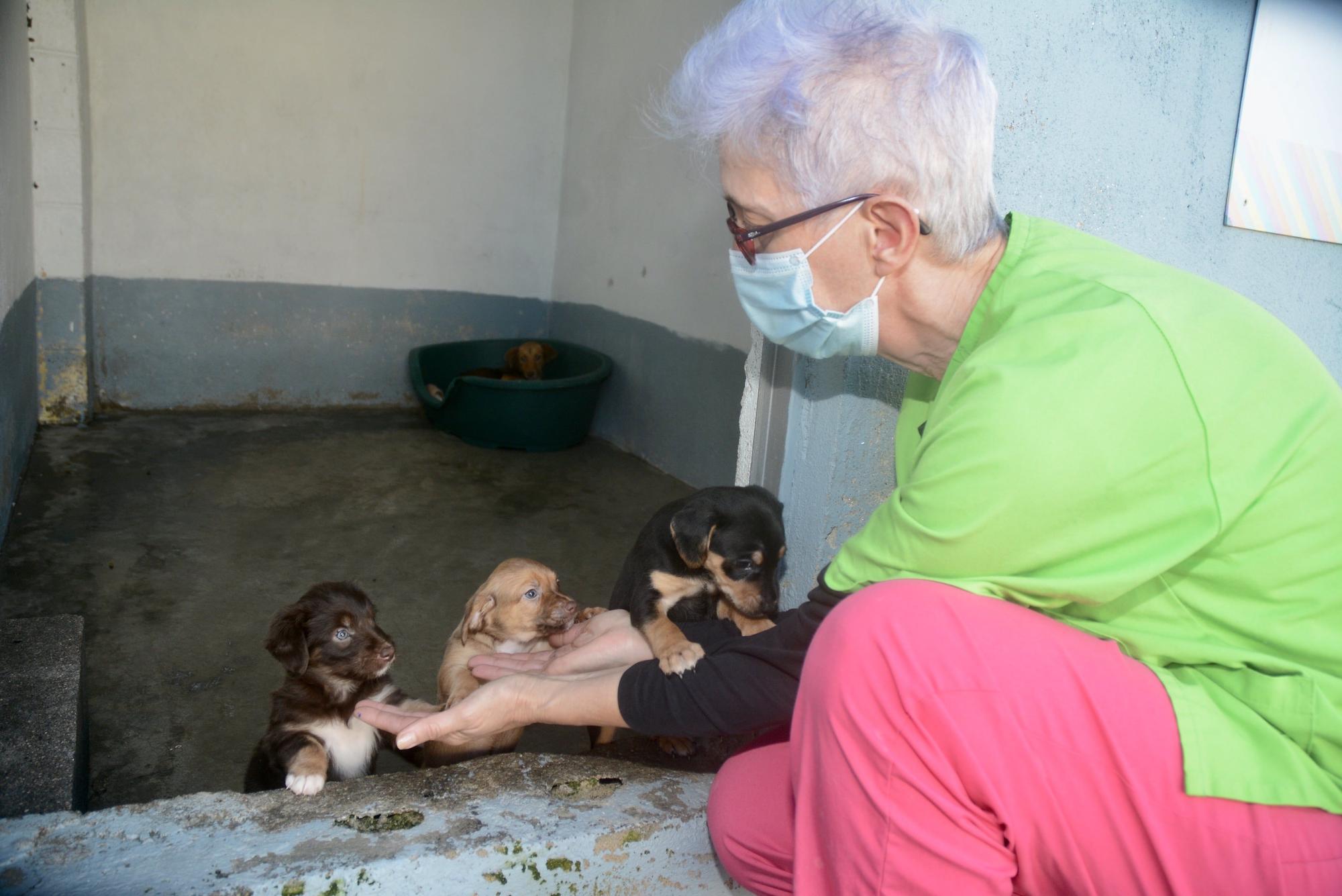 Una trabajadora de Os Palleiros con perros acogidos en la protectora