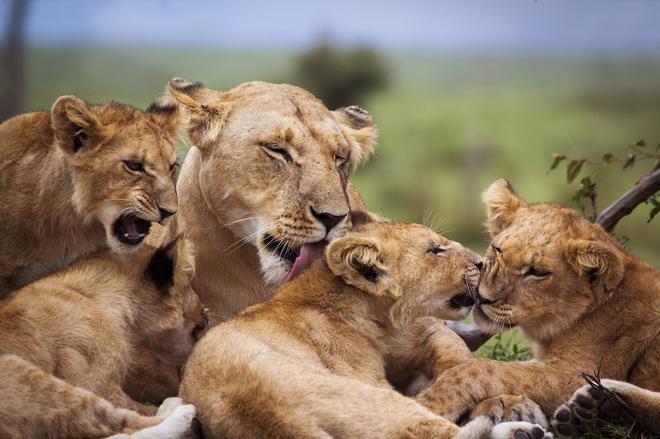 Leones: la madre y sus cachorros