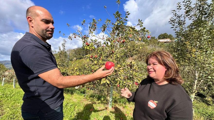 La cosecha de manzana cubrirá la demanda de los llagares de la DOP pese a la incidencia de la carpocapsa en las pumaradas