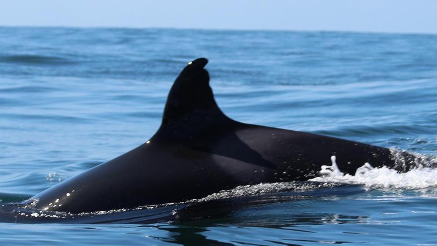 Así es la abuela Toñi, la orca de 60 años con disparos de bala que se vio ayer en la ría de Vigo