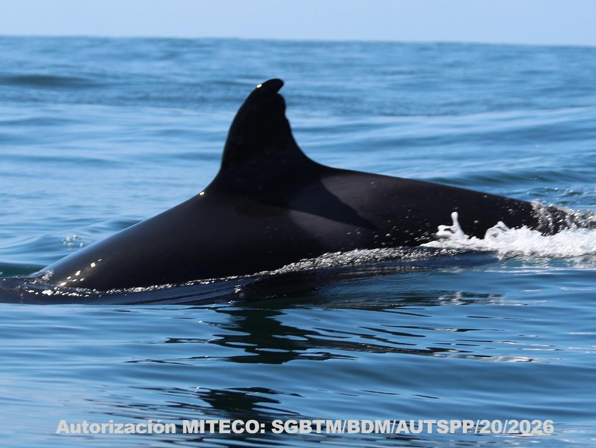 Una imagen de Toñi, la abuela orca.