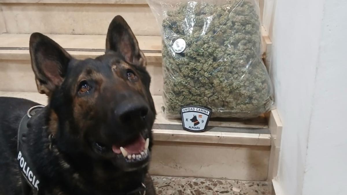 El perro de la unidad canina de la Policía Local de Alaquàs que interceptó la marihuana.