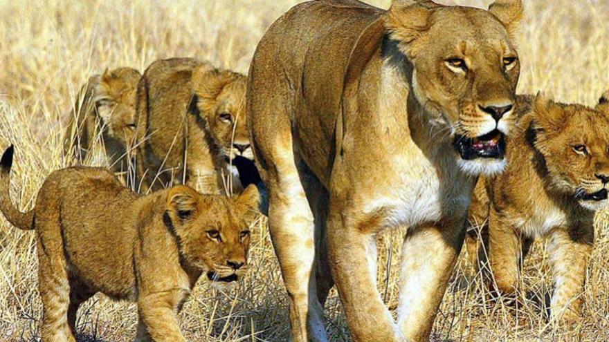 Cinco leonas &#039;transexuales&#039; en una reserva de Botsuana