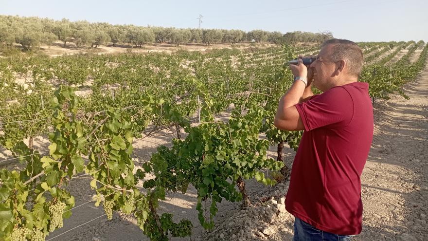 El marco vitivinícola vaticina una vendimia «más corta» este año