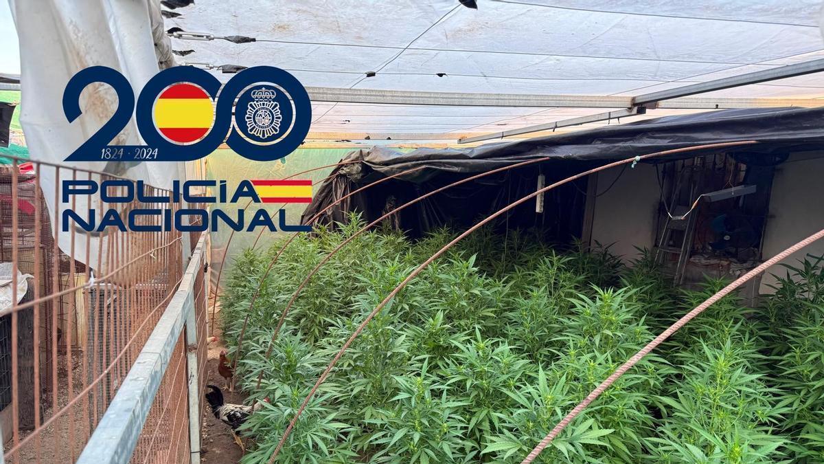 Cultivo de marihuana localizado por la Policía Nacional en una finca de Coria del Río
