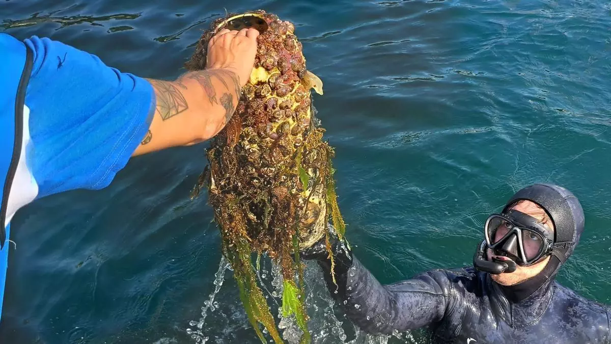 Buceadores voluntarios convocados por Afundación retiran más de una tonelada de basura marina de los fondos de Baiona