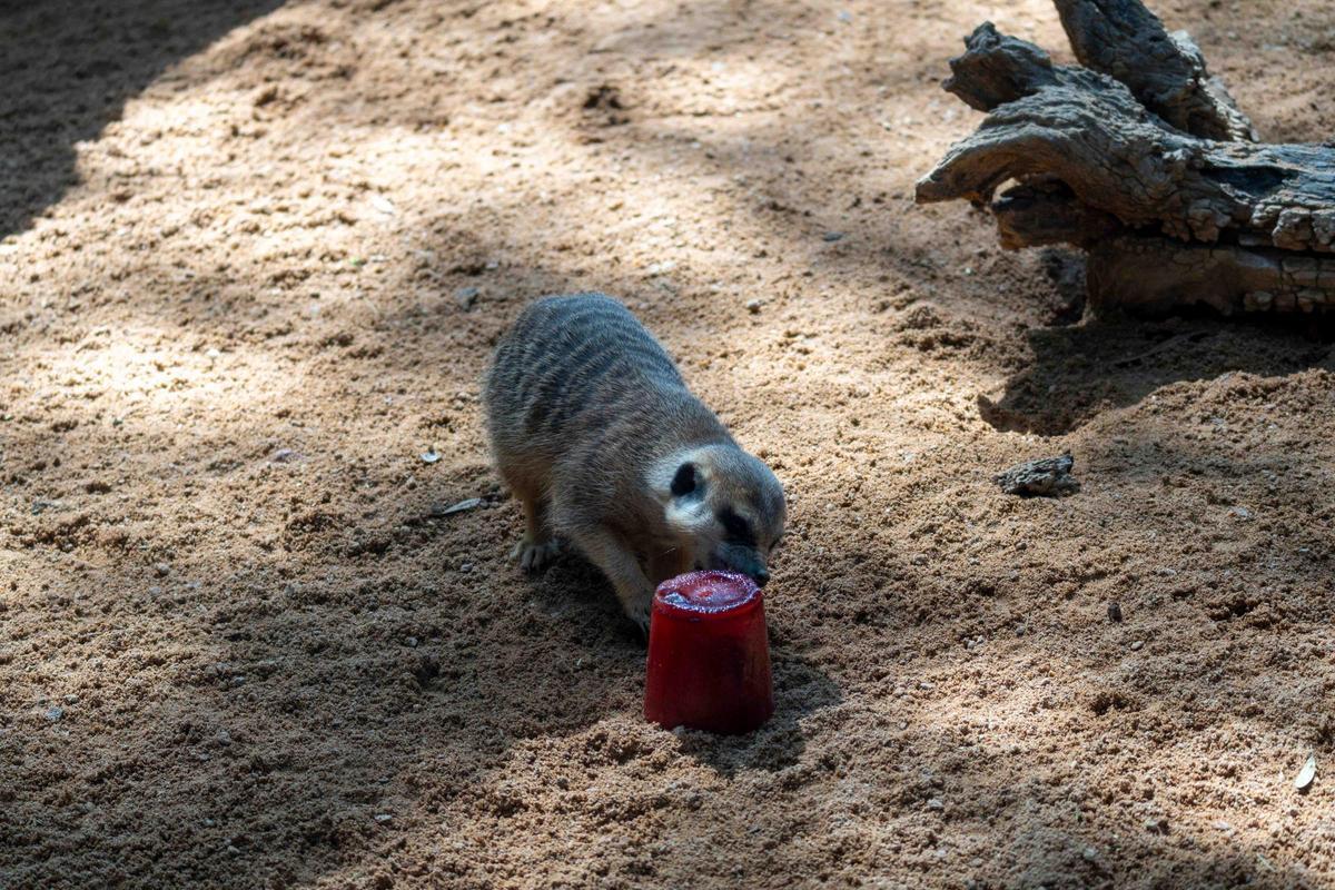 Helados para el grupo de suricatas de Bioparc Valencia.