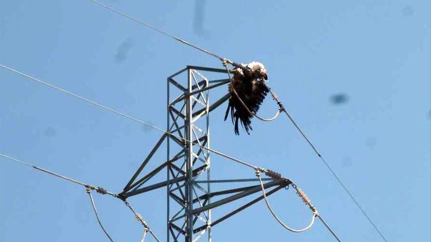 Aves electrocutadas en torres electricas en la comarca de la Noguera en 2018.