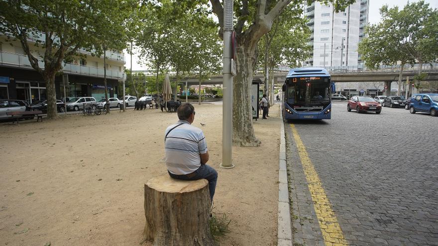 Talen tres plàtans de la plaça Poeta Marquina de Girona