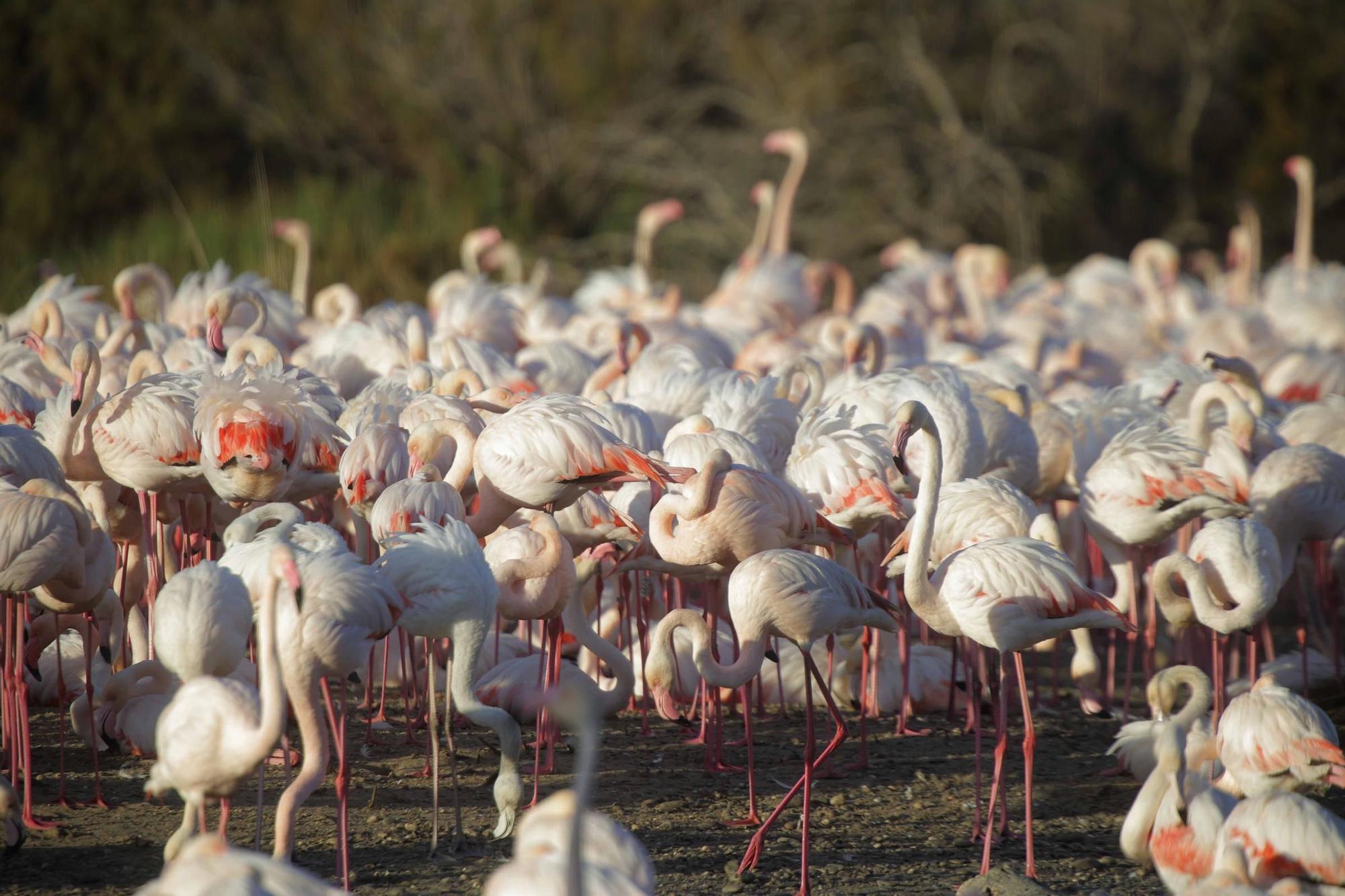 Los flamencos vuelven a L´Albufera para criar