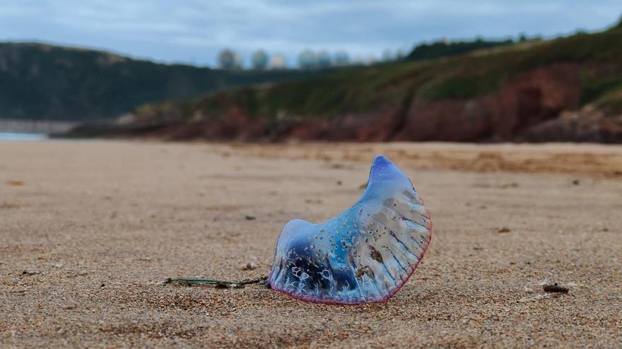Un ejemplar de carabela portuguesa, en la playa de Xibares.