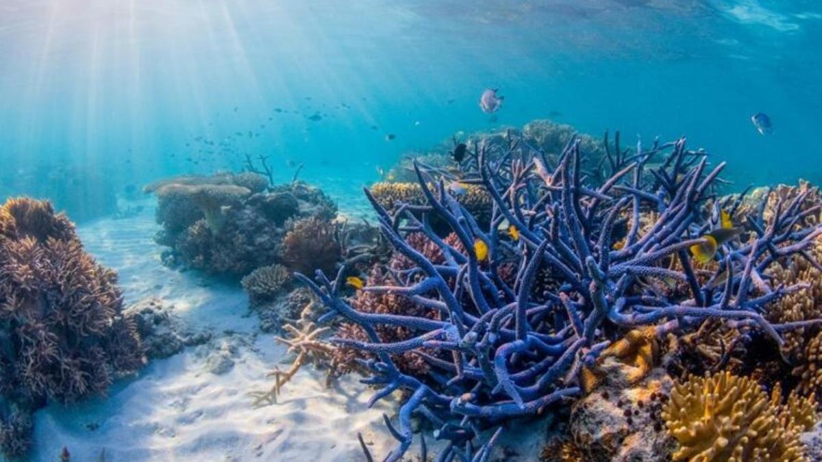 El tiempo se acaba para salvar los arrecifes de coral