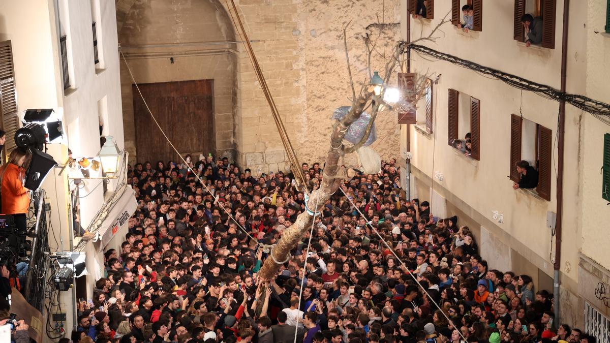 Decenas de jóvenes trataron de subir el Pi de Pollença sin éxito