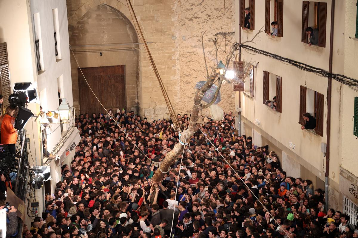 Polémica en el Pi de Pollença