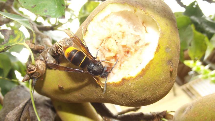 Muere un vigués medio año después de ser atacado por avispas asiáticas