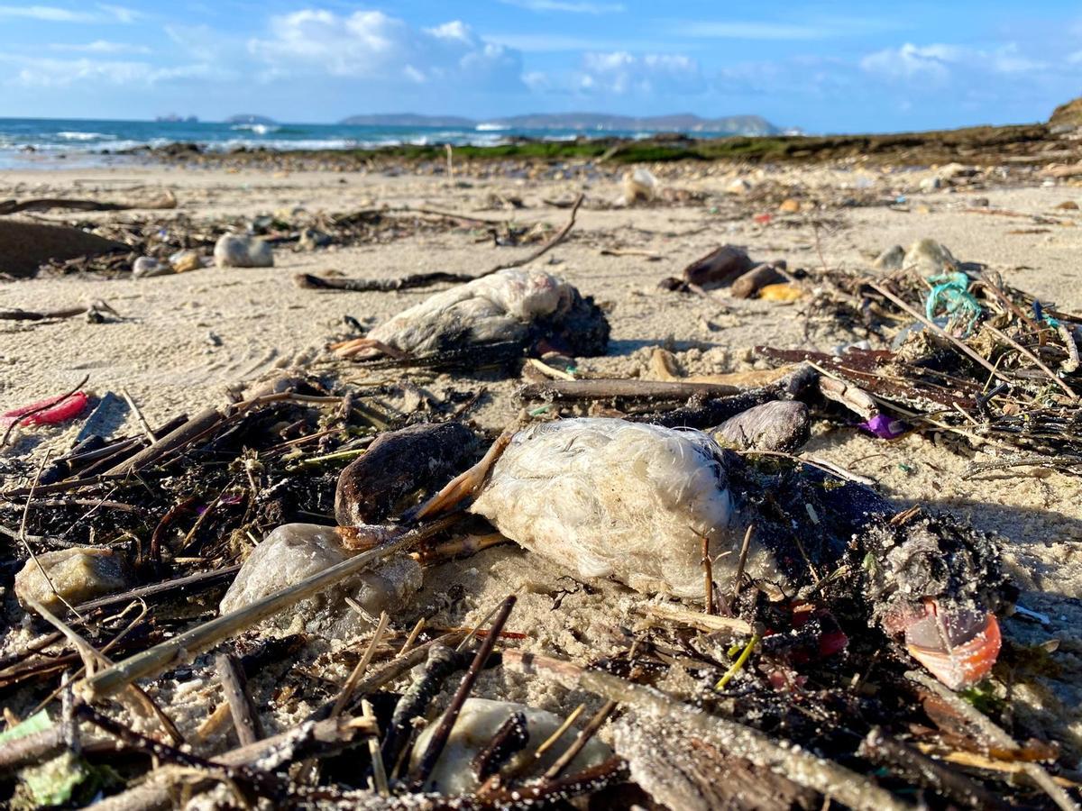 Frailecillos y basura en O Grove.